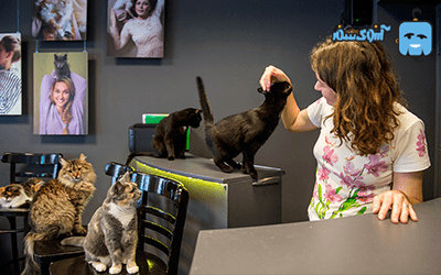تعداد گربه های موزه هرمیتاژ