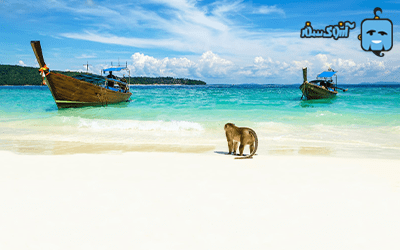 monkey-beach