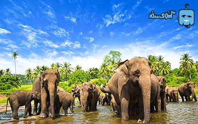 زیبایی حیات وحش سریلانکا