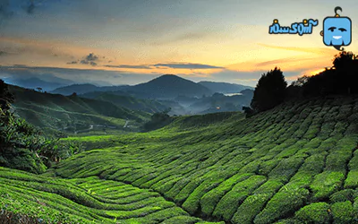مزارع چای مالزی