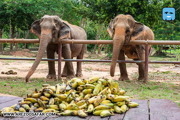 تغذیه فیل‌ها در پناهگاه فیل‌های پاتایا