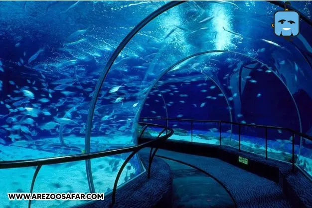 آکواریوم اقیانوس از جاهای دیدنی شانگهای 