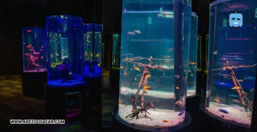 آکواریوم پاتایا | نحوه دسترسی + هزینه (عکس)