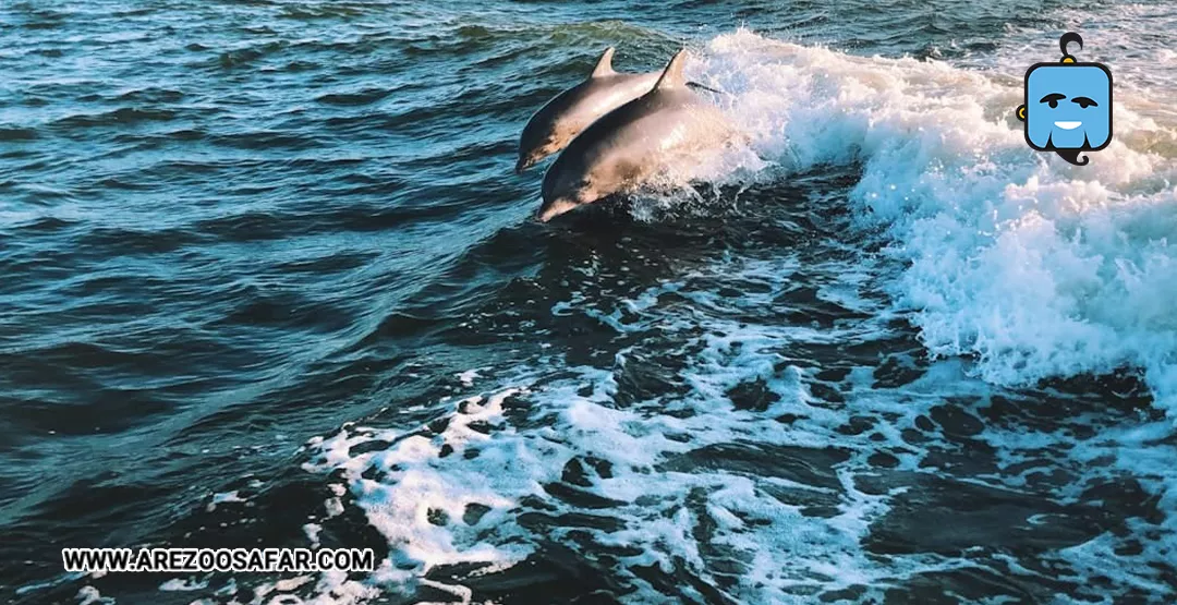 تفریحات شبانه باتومی