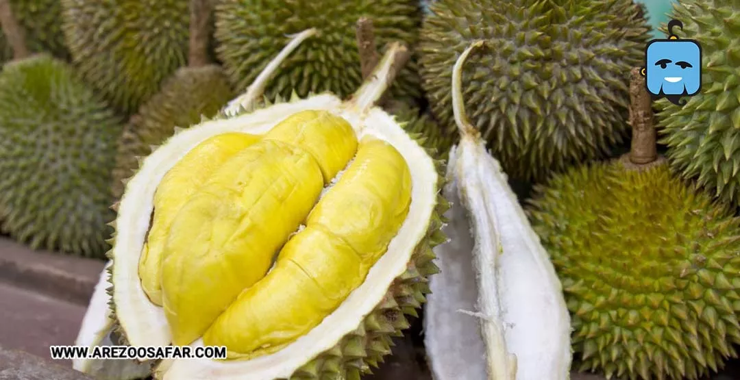 میوه های تایلند | میوه های خوشمزه تایلندی + عکس