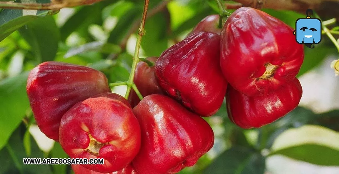 میوه های تایلند | میوه های خوشمزه تایلندی + عکس