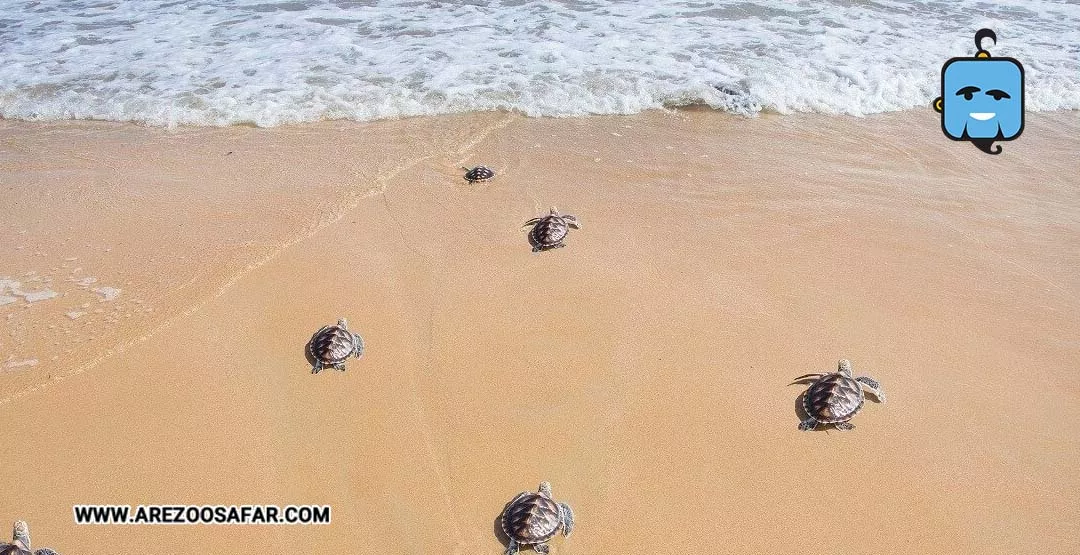 سواحل قبرس شمالی؛ معرفی ۱۹ ساحل + عکس